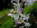 Lovely Dendrobium